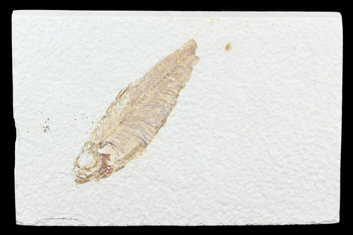 Knightia Fossil Fish - Double Sided #75893